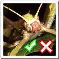 All about stick insects - TRUE or FALSE - A2 level